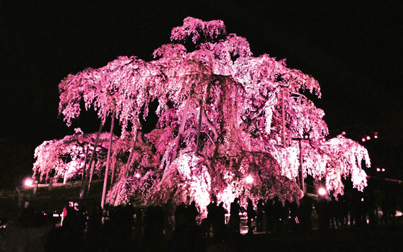 ライトアップされると印象がまた変わります