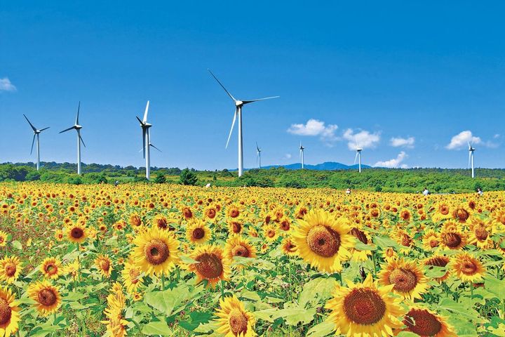 見渡す限りのひまわり