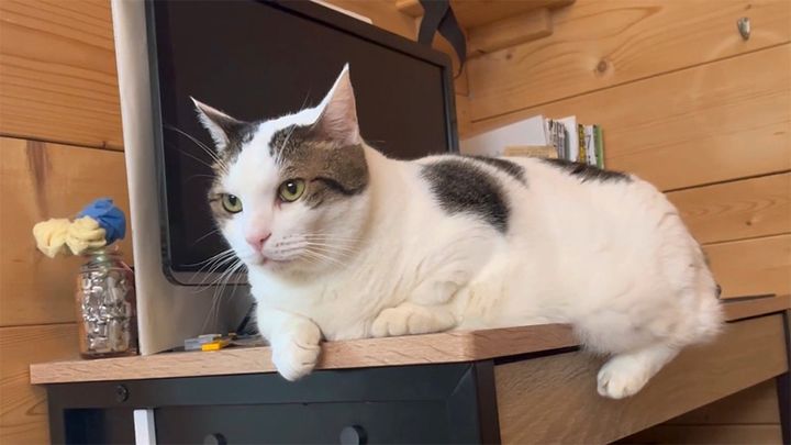 好き勝手する猫