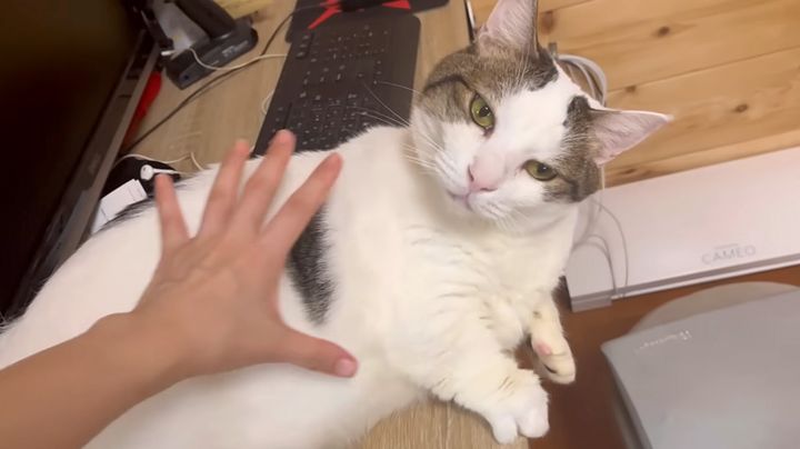 お母さんといられて嬉しい猫