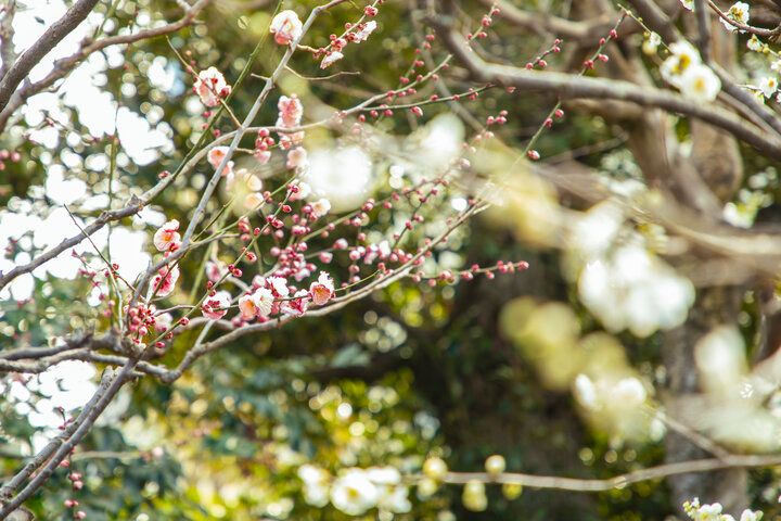 古都鎌倉の風情あふれるお庭を眺めて過ごす贅沢なひととき♪「麻葉屋の勝手口 古民家縁側cafe」