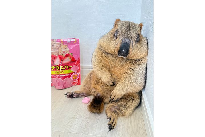 天使のような寝顔のヒマラヤマーモットまもち。AIが擬人化した姿に一同驚がく