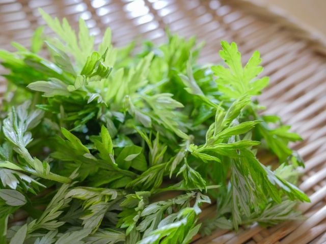ざるに入ったよもぎ 植物