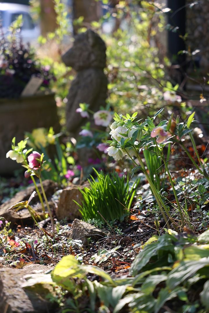 クリスマスローズの庭