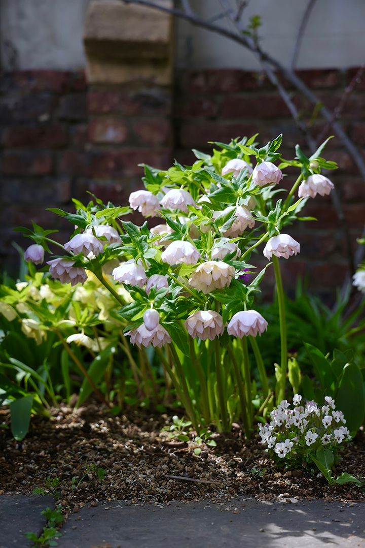 クリスマスローズ