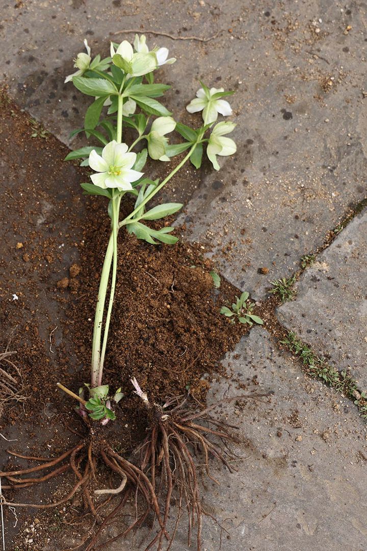 クリスマスローズの植え替え