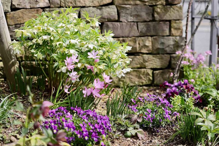 クリスマスローズの庭