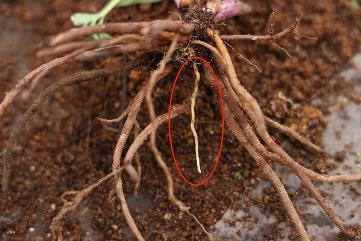 クリスマスローズの再生