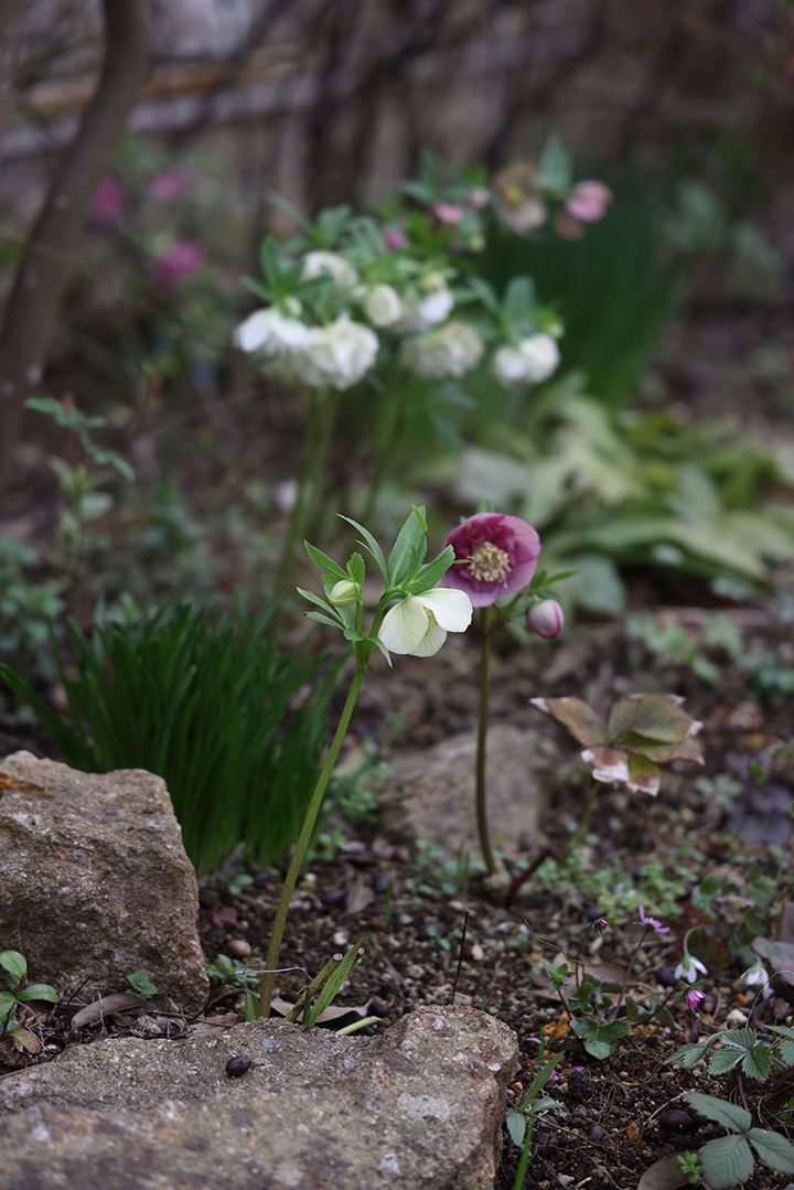 花数が少ないクリスマスローズ