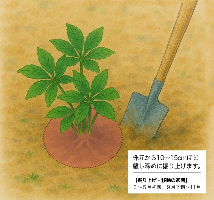 クリスマスローズの掘り上げ