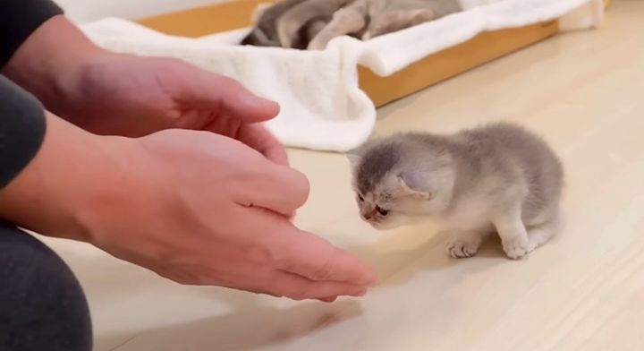 歩く練習をする子猫