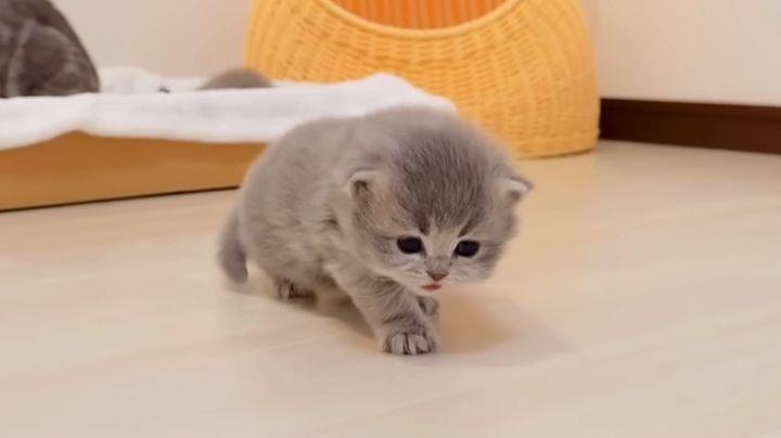 歩く練習をする子猫