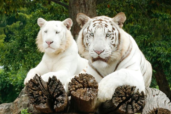 世界でも数の少ないホワイトタイガーを展示