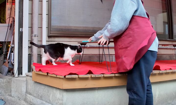 串カツ屋さんの閉店作業を手伝う猫