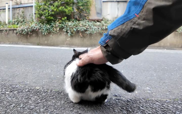 腰トントンされる猫