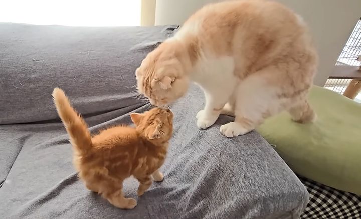 一緒に遊ぶ子猫と先住猫