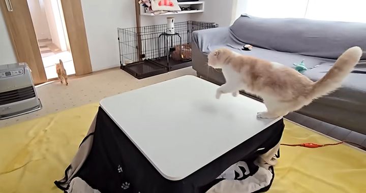 頭をぶつけた子猫