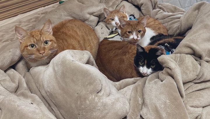 ほまな（@homana_srbc）さん家の愛猫4ニャン