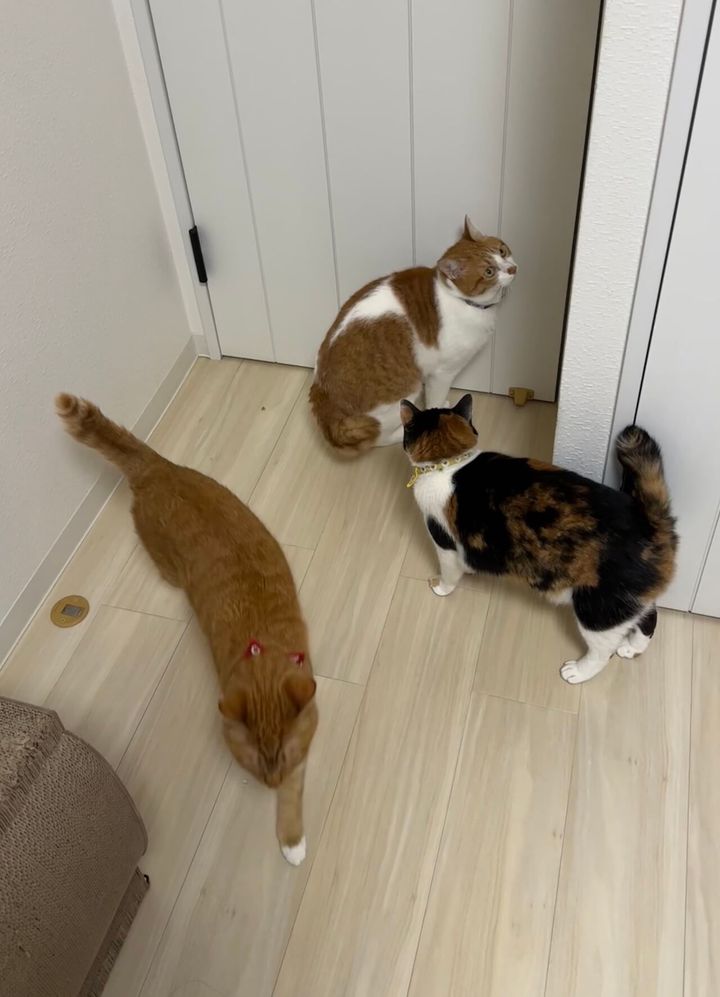 猫の「モナカ」「ムペ」「ミモ」ちゃん