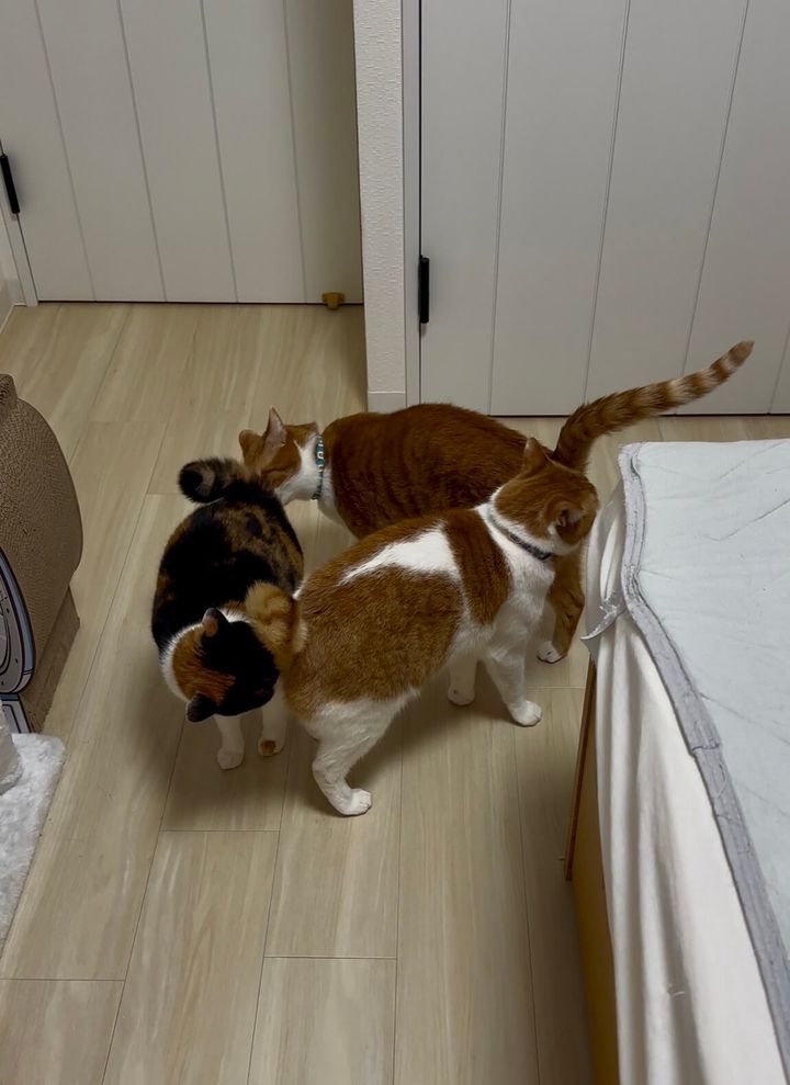3匹の猫によるお尻かぎトライアングル