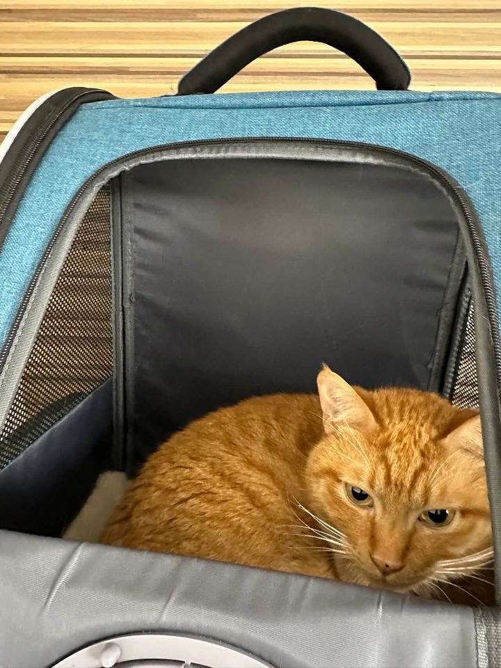 茶トラ猫のマロちゃん