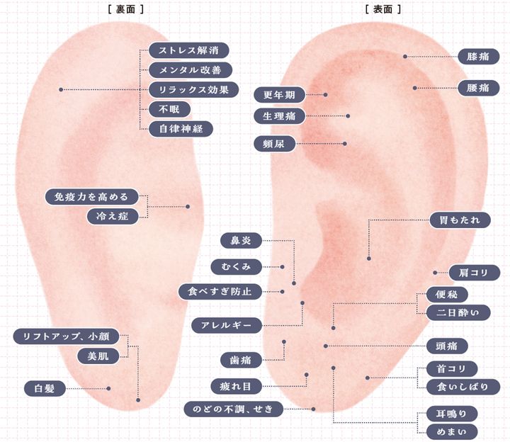 耳ツボMAPで耳ツボの位置を確認しよう