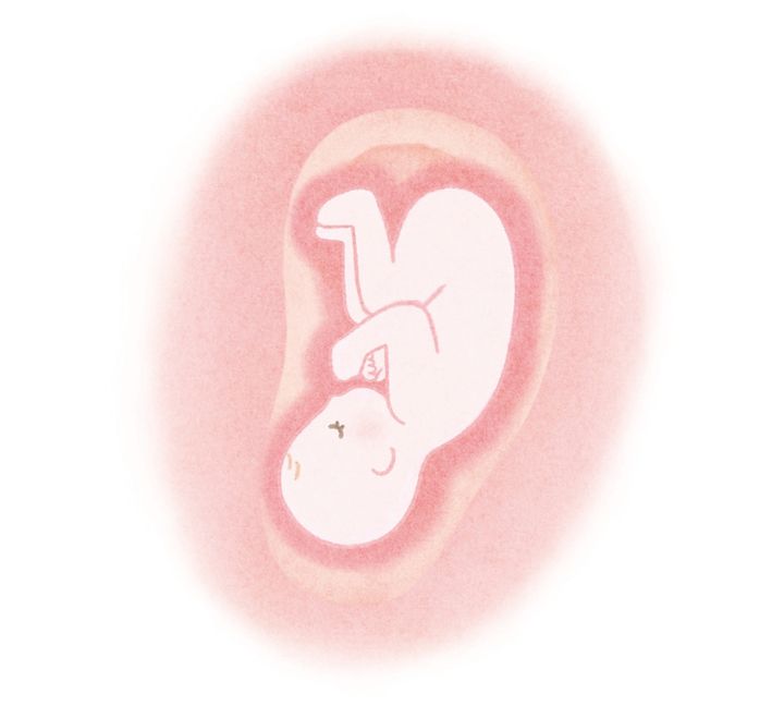 耳の形は母親のお腹の中にいる胎児の姿に似ている
