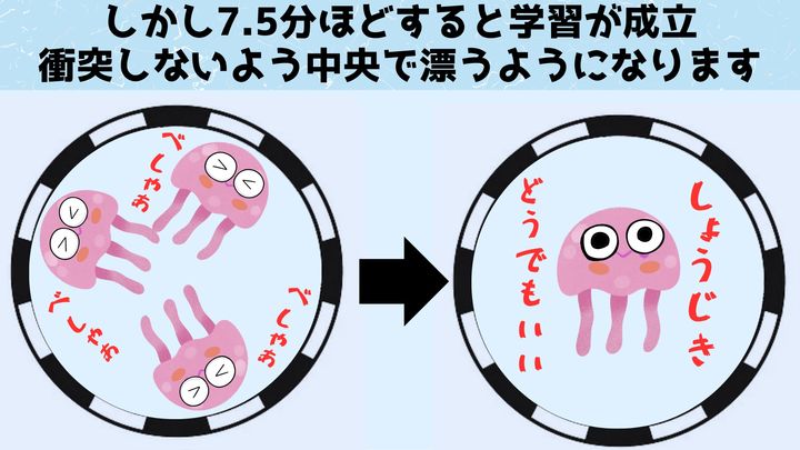 クラゲの学習速度は複雑な脳を持つ動物と同等でした