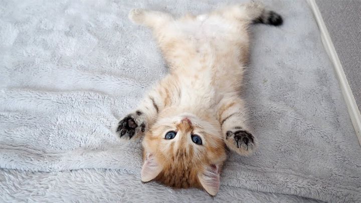 ヘソ天姿の子猫