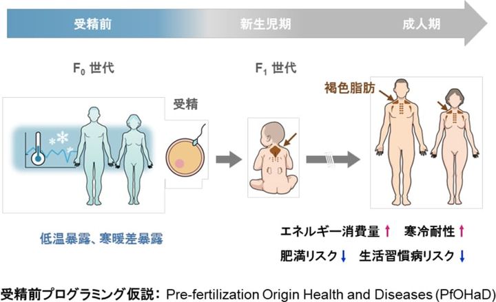 受精前の親の寒冷曝露が世代を超えて子に伝わり、褐色脂肪と生活習慣病リスクを制御する。