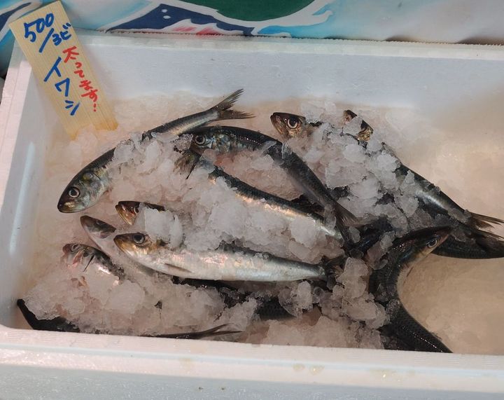 魚偏に弱いと書くイワシ。その名の通り傷みやすいので、このように保冷して売られているものを選びたい。鎌倉の鮮魚店「サカナヤマルカマ」にて。