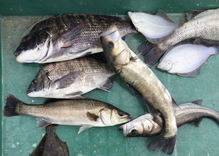 愛知県に住む筆者の近所の漁港にて。この日はクロダイやセイゴ（スズキの稚魚）、イシガレイが網にかかったとのこと。代金を漁師に渡し、その場で締めて自宅に持ち帰っている