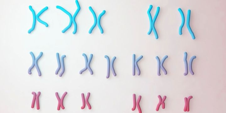 染色体の融合は人口が急激に減少した時期と一致しています