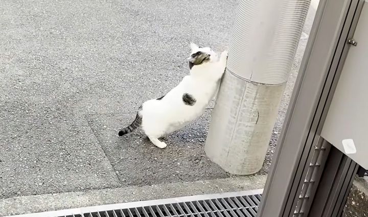 玄関先で遊ぶ猫