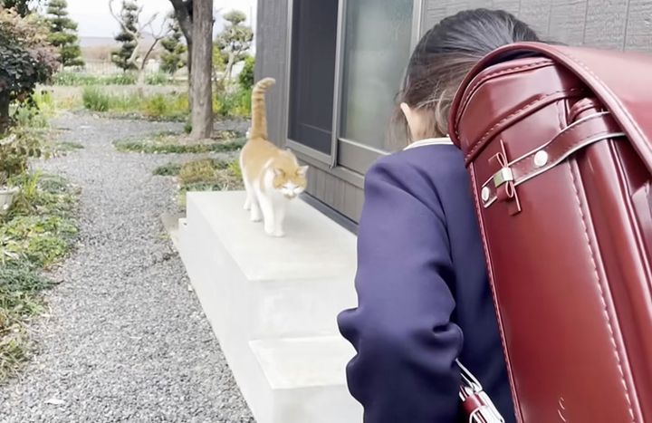 猫に挨拶する女の子