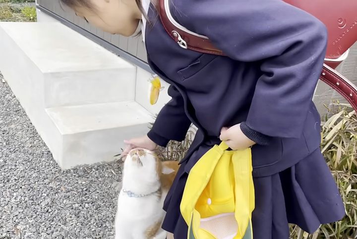 猫を撫でる女の子