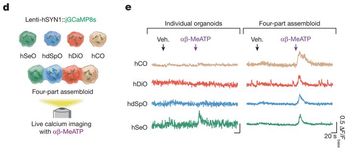 脳オルガノイドを「直列接続」 して痛覚を可視化することに成功