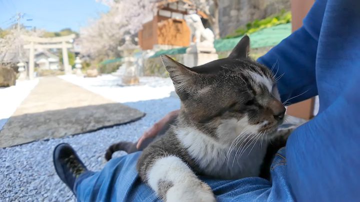 膝の上にくつろぐ猫