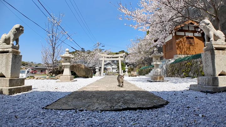 神社で出会った猫