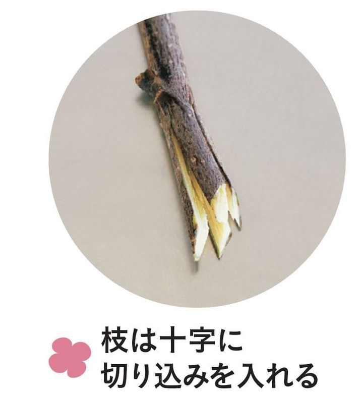 花の手入れ方法、茎の切り方
