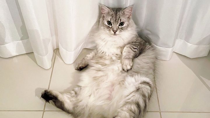 ホラー作家・背筋も、猫飼い。「モデル経験あり。作家を翻弄する美猫」ソラ