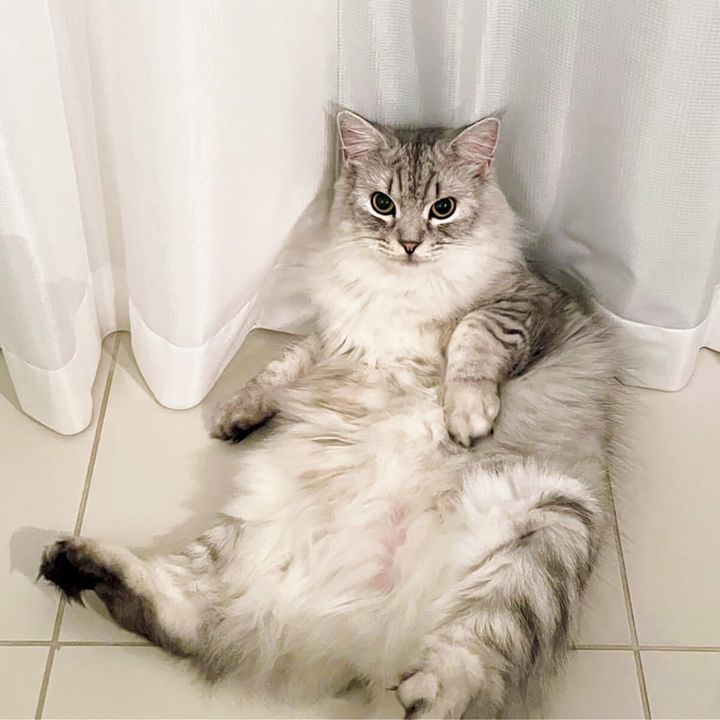 ホラー作家・背筋の愛猫ソラ