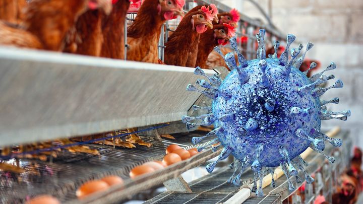 空気中の鳥インフルエンザウイルスを「5分で検出」できる小型センサーを開発