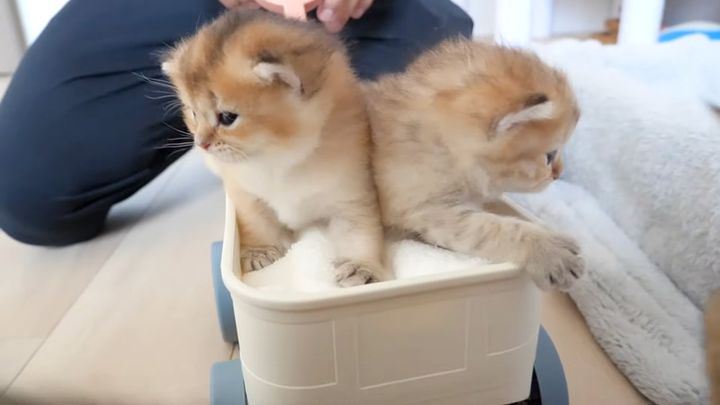 手押し車に乗った子猫