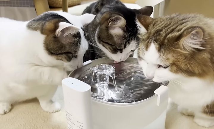 水を飲む猫達