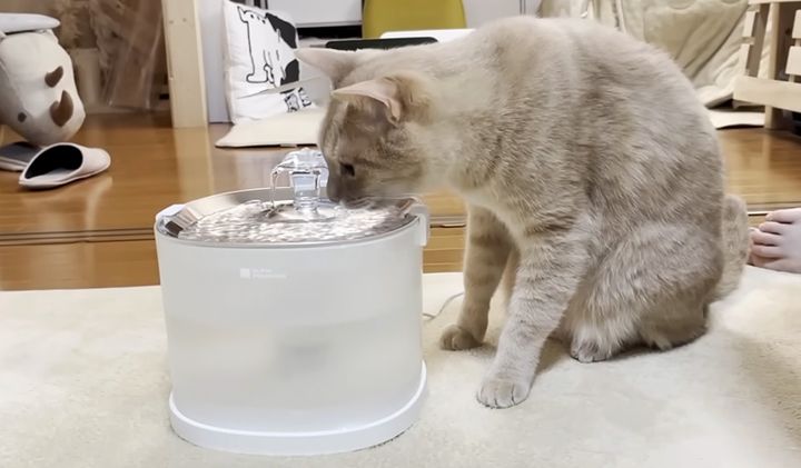 水を飲む猫