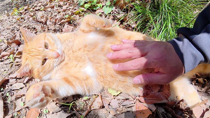 お腹を撫でられる猫