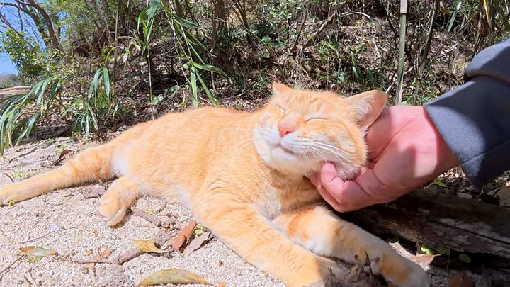 竹やぶから出てきた猫