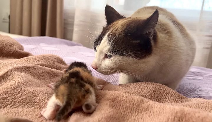 子猫達が気になる父猫