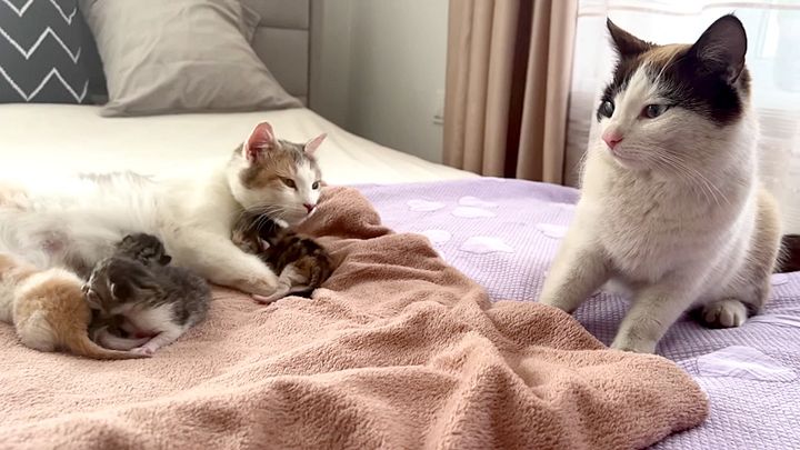 子猫達を父猫から守る母猫